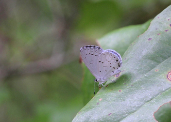 Summer Azure